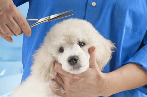 dogs that have a bad time at groomers