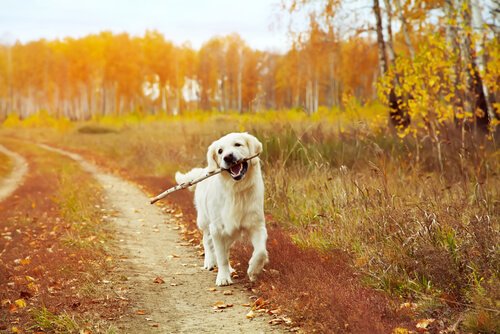 dog with stick during walk time