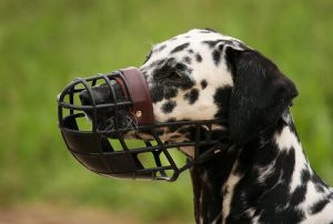 Dog wearing one of the most common types of muzzle, a basket muzzle