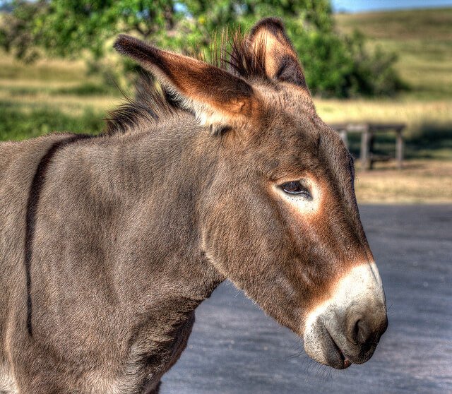 A brown donkey