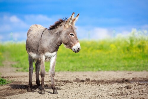 A donkey standing in a field