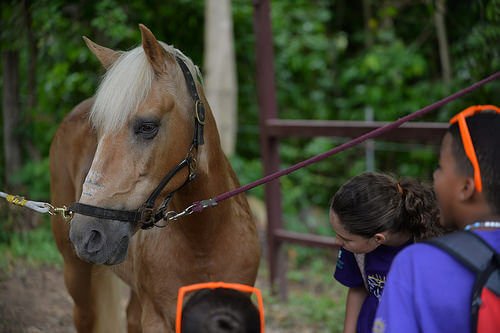 A horse being used in animal-assisted therapy