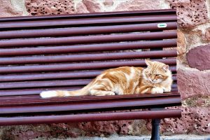 How Can I Help Stray Cats?