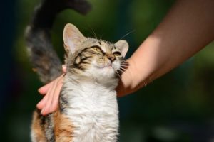 A tabby cat being stroked by its owner