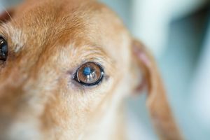 A white or blue circle in the eye is the main symptom of cataracts in dogs