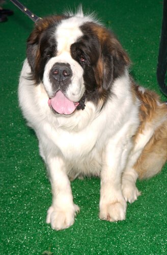 Beethoven the Saint Bernard