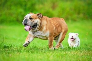 Brachycephalic Syndrome in Dogs