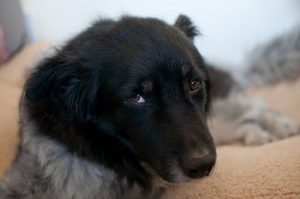 What is canine ehrlichiosis?
