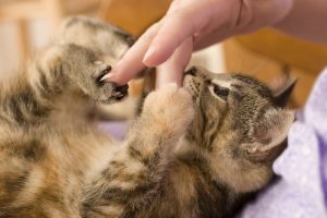 A cat lying on its back playing with its owners fingers