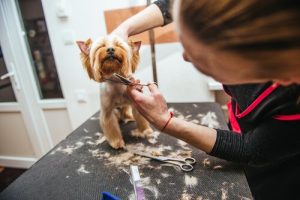 Should I Give My Pet a Summer Haircut?