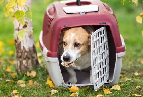 Dog sitting in a pet carrier 