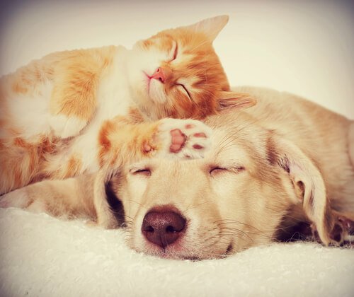 A cat and dog sleeping together