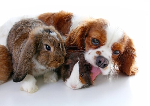 A dog, rabbit, and guinea pig all having fun together