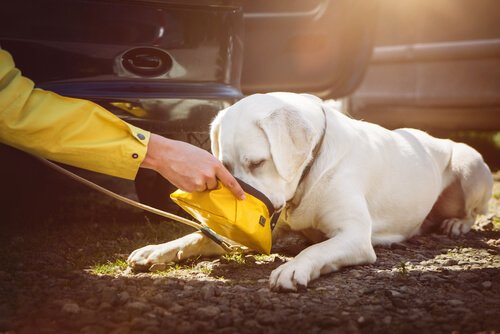 Dog lying on the ground being fed