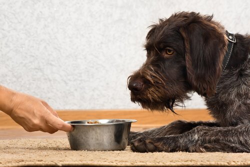 Someone placing a dog bowl in front of their dog