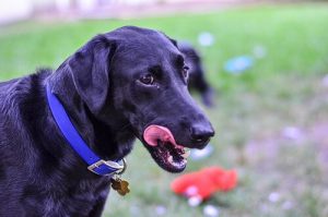 Why Do Dogs Lick Their Lips?