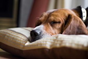 Main Causes of Sudden Death in Canines