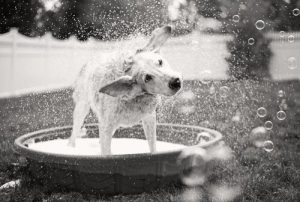 A black and white photo showing how dogs shake themselves