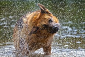 Why Does Your Dog Shake Himself?