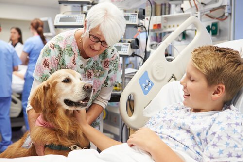 Dog visiting a boy in the hospital