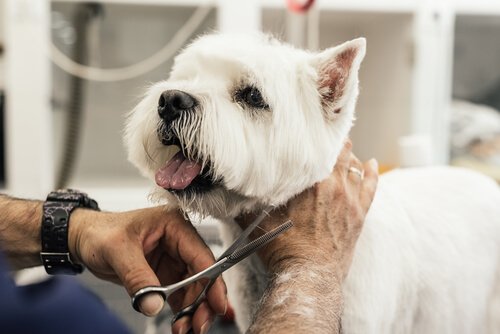 A dog getting groomed 