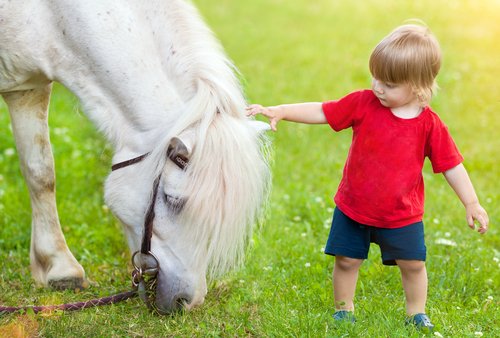 A toddler petting a pony