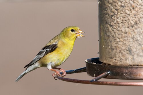 Goldfinch eating seed