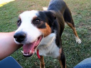 Your Pet's Mental Health