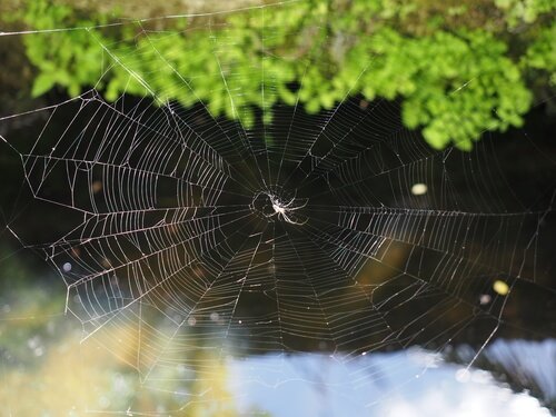 Spider web