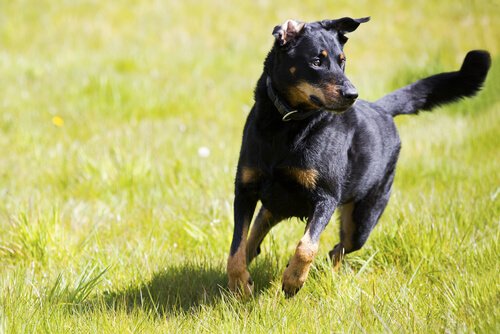 Advice for Training An Independent Dog