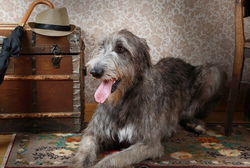 The Irish Wolfhound, The Giant of Dogs