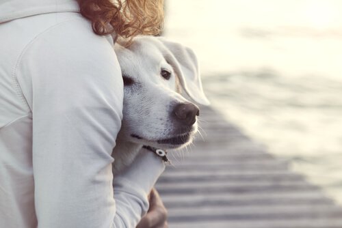 female dog in season behaviour