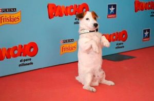 A Tribute to the Most Famous Dogs in Film and TV