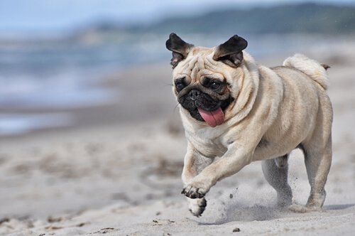 A pug running on the beach