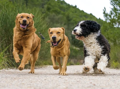 Three dogs running 