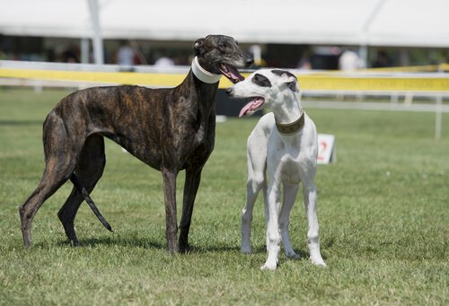 Two greyhounds standing at a race track