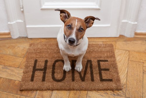 Uggie standing on a welcome mat