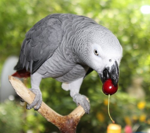 A parrot eating a cherry