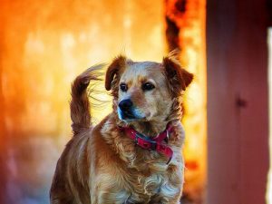 General Information on Animal Rights