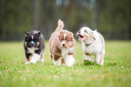 puppies walking in a field