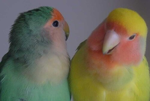 Birds as Pets: Better in Pairs