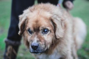 Tips for Taking Care of a Blind Dog