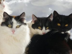 Japanese Bobtail Cat