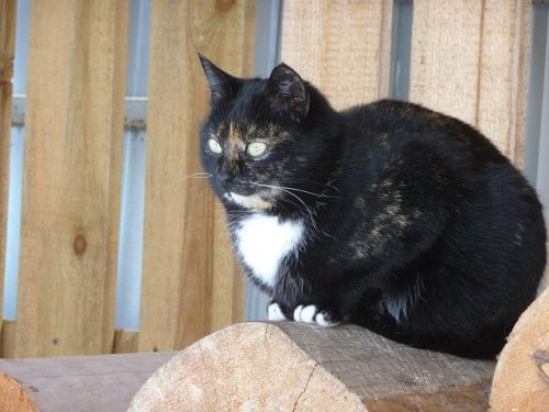 Japanese Bobtail Cat