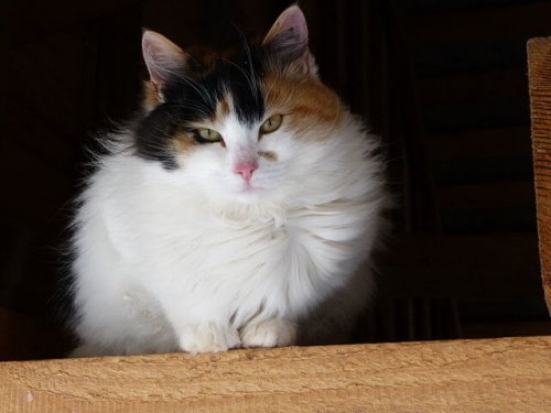 Japanese Bobtail Cat on a rail