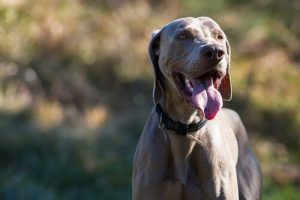 How to Prevent Breast Tumors in Dogs