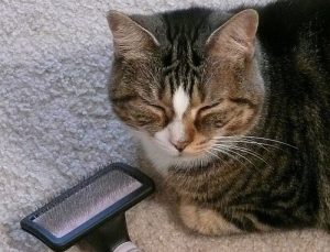 How to Brush Your Cat