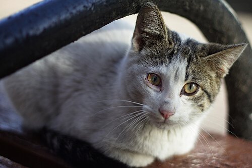  Cat laying on a chair 