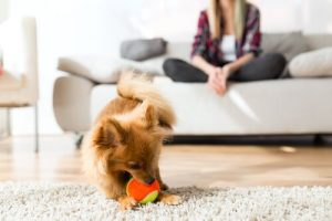 Basic Aspects of Canine Behavior