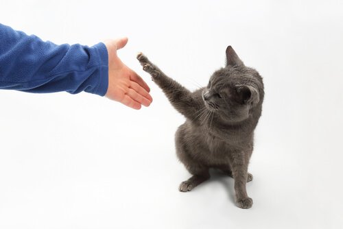 tricks you can teach a cat